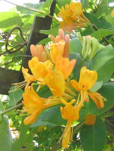 Honeysuckle Geissblatt (Lonicera caprifolium) (Bitte hier klicken um dieses Bild in seiner vollen Größe zu betrachten)