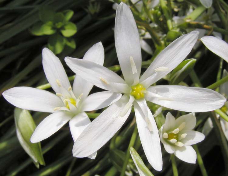 Star of Bethlehem (Bitte hier klicken um dieses Bild in seiner vollen Größe zu betrachten)