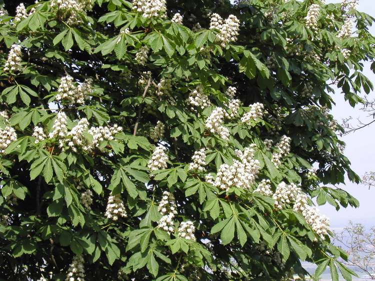 White Chestnut Weise Kastanie (Bitte hier klicken um dieses Bild in seiner vollen Größe zu betrachten)