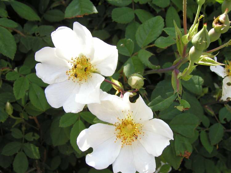 Wild Rose HeckenrÃ¶schen (Bitte hier klicken um dieses Bild in seiner vollen Größe zu betrachten)