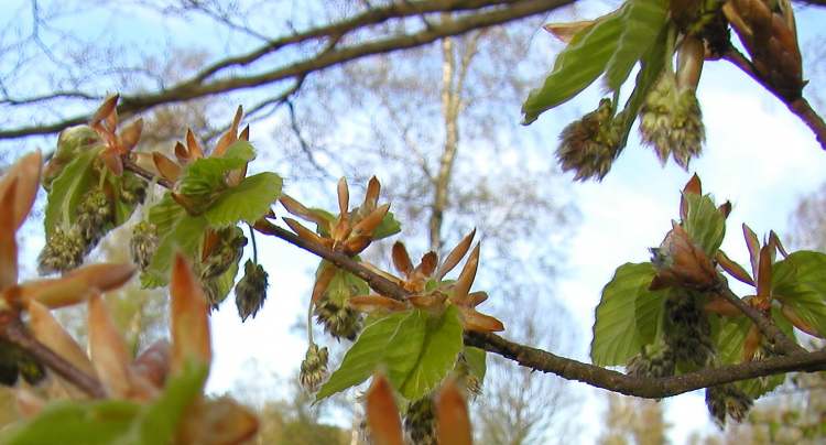 Beech Rotbuche (Bitte hier klicken um dieses Bild in seiner vollen Größe zu betrachten)